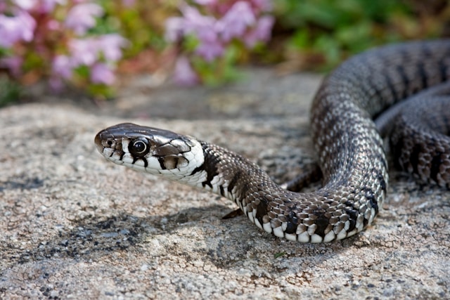 Snakes